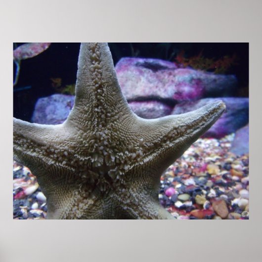 Poster Sea Star (Devant)
