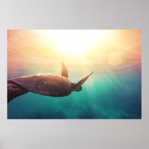 Poster Sea Turtle - Underwater Nature Photography
