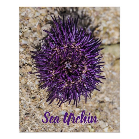 Poster Sea Urchin Ocean Beach Vacances Souvenir d'été (Devant)