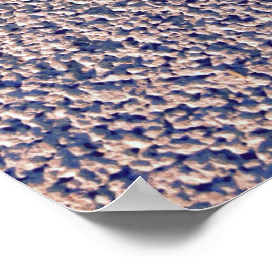 Poster Sea Welk Seashell (Coin)