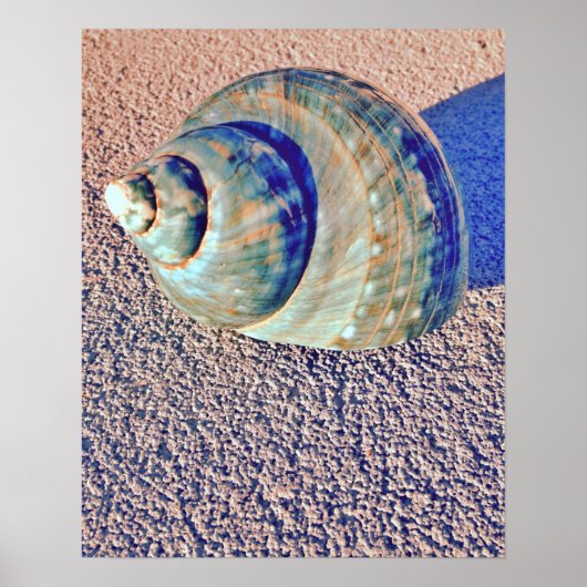 Poster Sea Welk Seashell (Devant)