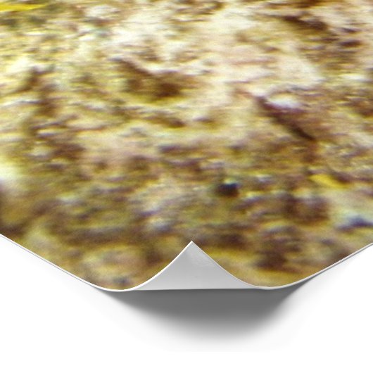 Poster seadragon (Coin)