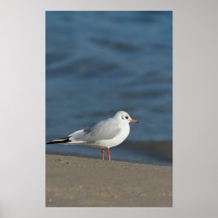 Poster Seagull