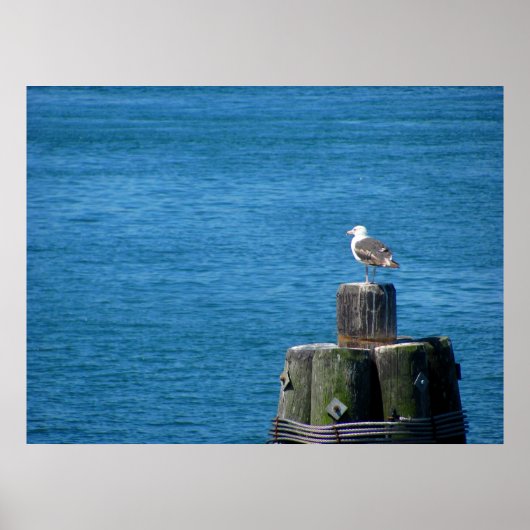Poster Seagull regardant l'océan (Devant)