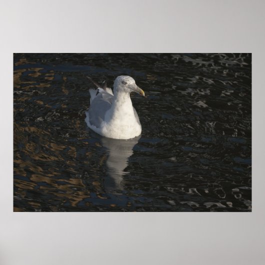 Poster Seagull Swim fine art print (Devant)