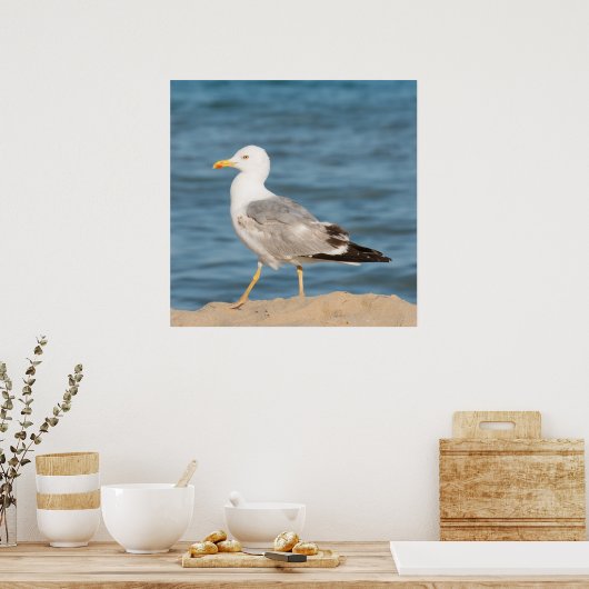 Poster Seagull walking on the beach (Cuisine)