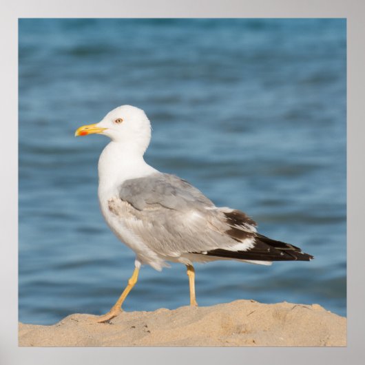 Poster Seagull walking on the beach (Devant)