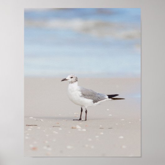 Poster Seagull with Blue Sea and Seashells (Devant)