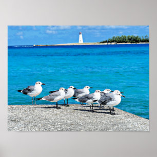 Poster Seagulls, sandy beach, Nassau, Bahamas