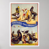 Poster Seals de cirque magnifiquement entraînés, 1899. Vi (Devant)
