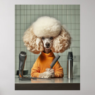 Poster Séance De Grooming De Poodle