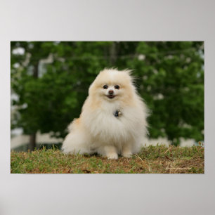 Poster Séance de Pomeraning