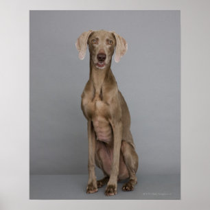 Poster Séance de Weimaraner, tir de studio