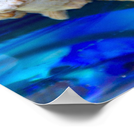 Poster Seashell (Coin)