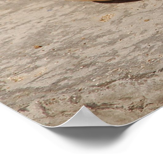 Poster SeaShell (Coin)