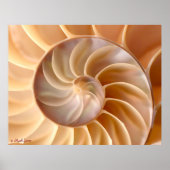Poster Seashell Architecture (Voorkant)