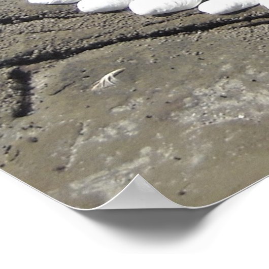 Poster Seashell Art sur la plage (Coin)