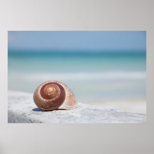 Poster Seashell | Saint-Pétersbourg, Floride (Devant)