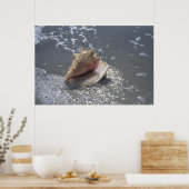 Poster Seashell | Sanibel Island, Floride (Cuisine)