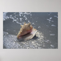 Seashell | Sanibel Island, Floride