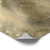 Poster Seashells (Coin)