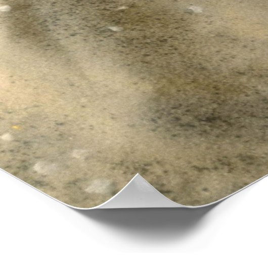 Poster Seashells (Coin)