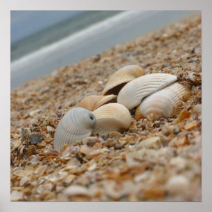 Poster Seashells on the beach fine art photograph print