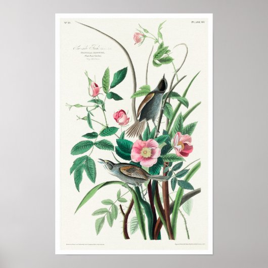 Poster Seaside Finch par Audubon (Devant)