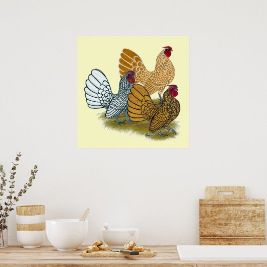 Poster Sebright Rooster Assortment (Cuisine)