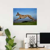Poster Secourir Chien Greyhound Sighthound Brindled Lurch (Bureau à domicile)