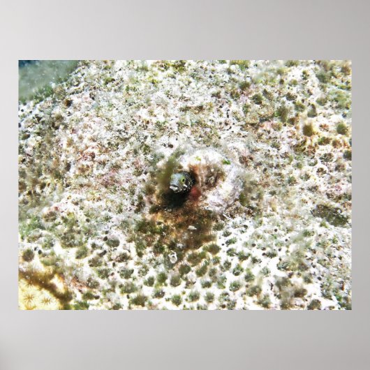 Poster Secrétaire Blenny III (Devant)