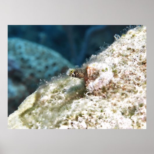Poster Secrétaire de Pékin Blenny (Devant)