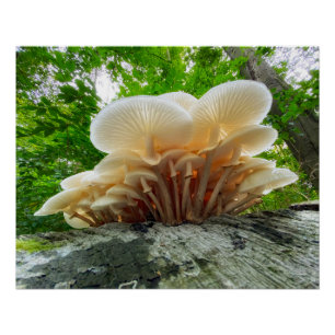 Poster Secrets de la nature - le voyage des champignons d