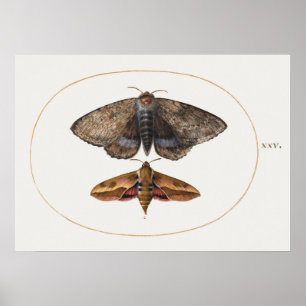 Poster  sectie illustratie