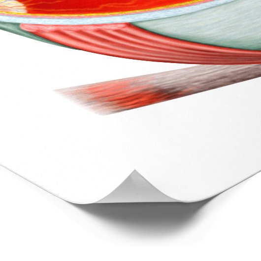 Poster Section De L'Oeil Humain (Coin)