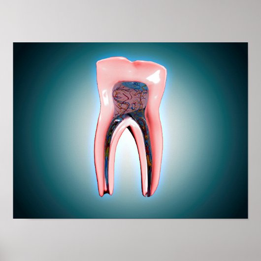 Poster Section D'Une Dent Humaine (Devant)