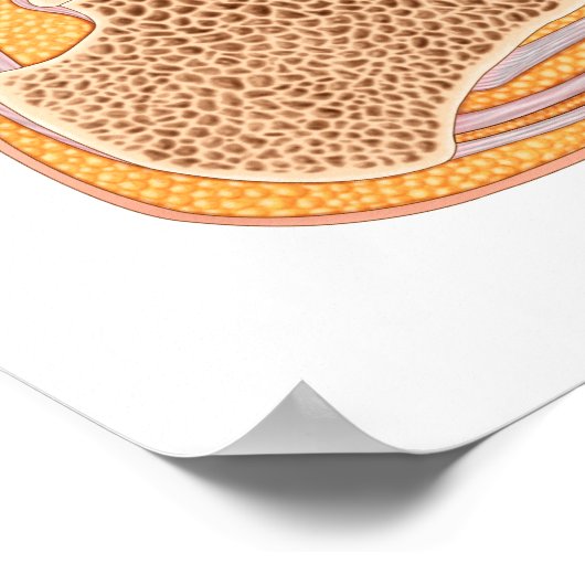 Poster Section Longitudinale Du Pied Humain (Coin)