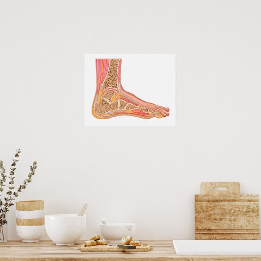 Poster Section Longitudinale Du Pied Humain (Cuisine)