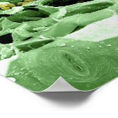 Poster Section transversale de la feuille (Coin)