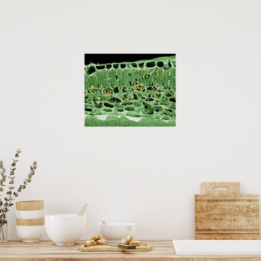 Poster Section transversale de la feuille (Cuisine)