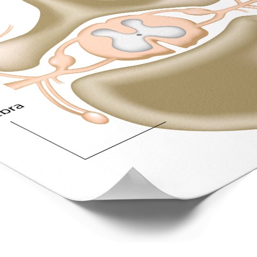 Poster Section transversale de l'affiche de la moelle épi (Coin)