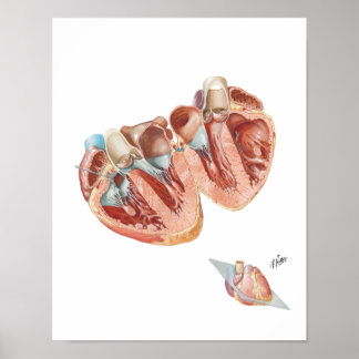 Poster Section transversale du coeur par Frank H. Netter,