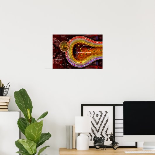 Poster Section transversale d'un alvéole dans les poumons (Bureau à domicile)