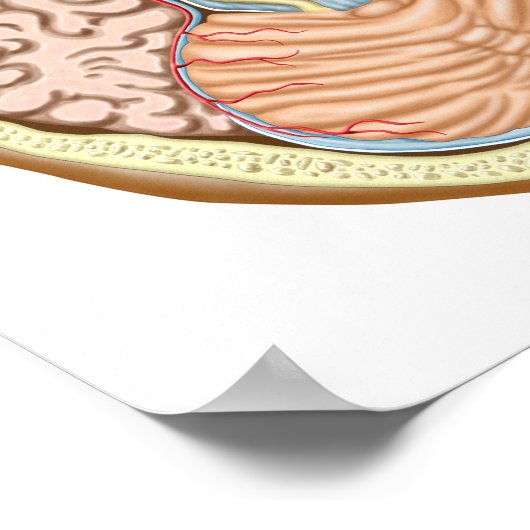 Poster Section Transverse Du Milieu (Coin)