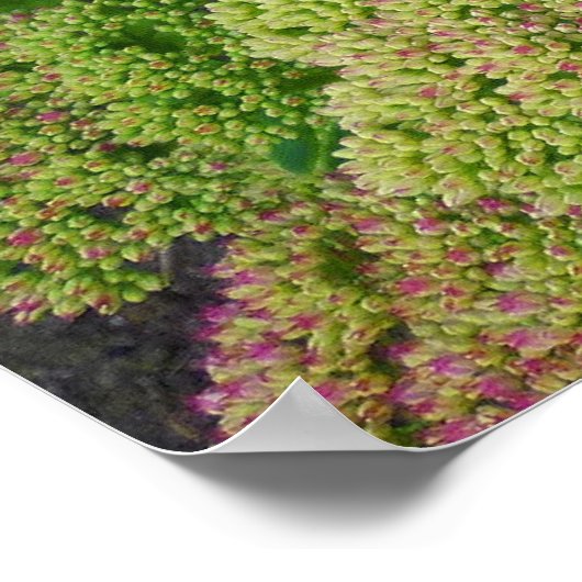 Poster Sedum Automne Joy (Coin)