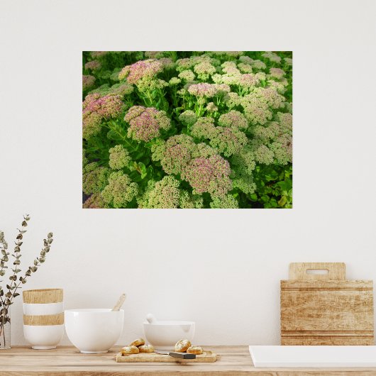 Poster Sedum Automne Joy (Cuisine)