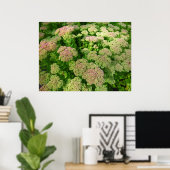 Poster Sedum Automne Joy (Bureau à domicile)
