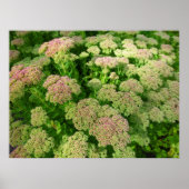 Poster Sedum Automne Joy (Devant)