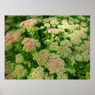 Poster Sedum Automne Joy