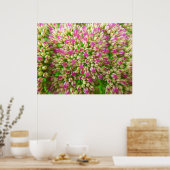 Poster Sedum Automne Joy (Cuisine)